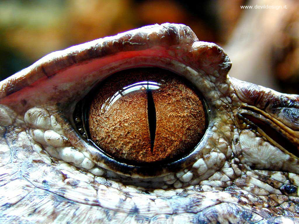 Eye_of_the_Gator copia